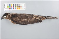 藏品(鳳頭蒼鷹)的圖片